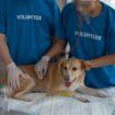 Chien ou chat : les bons réflexes santé à adopter toute l’année