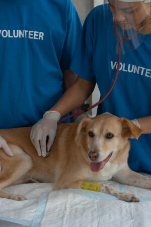 Chien ou chat : les bons réflexes santé à adopter toute l’année