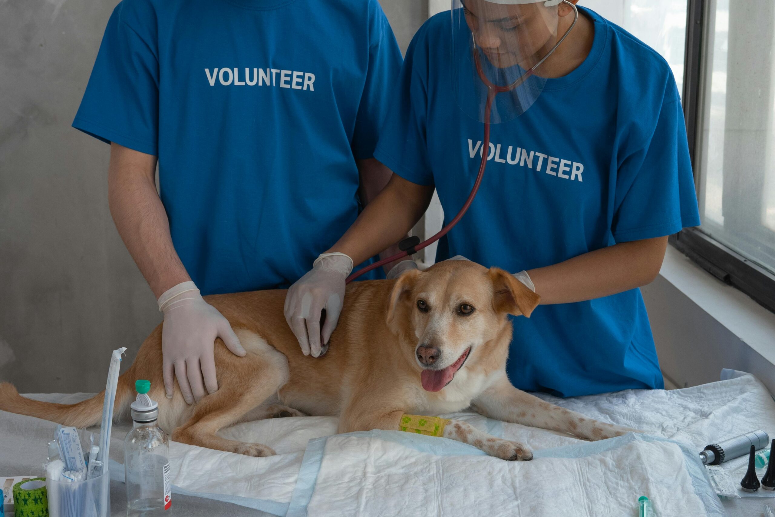 Chien ou chat : les bons réflexes santé à adopter toute l’année